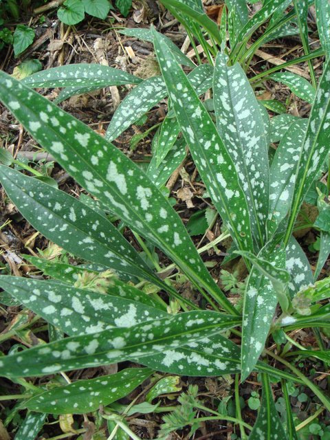 Pulmonaria longifolia (2)